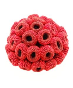 Oursin Brooch