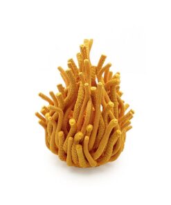 Sculptures Algaea S – Image 2