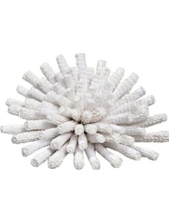 Sculpture Corail Pearly